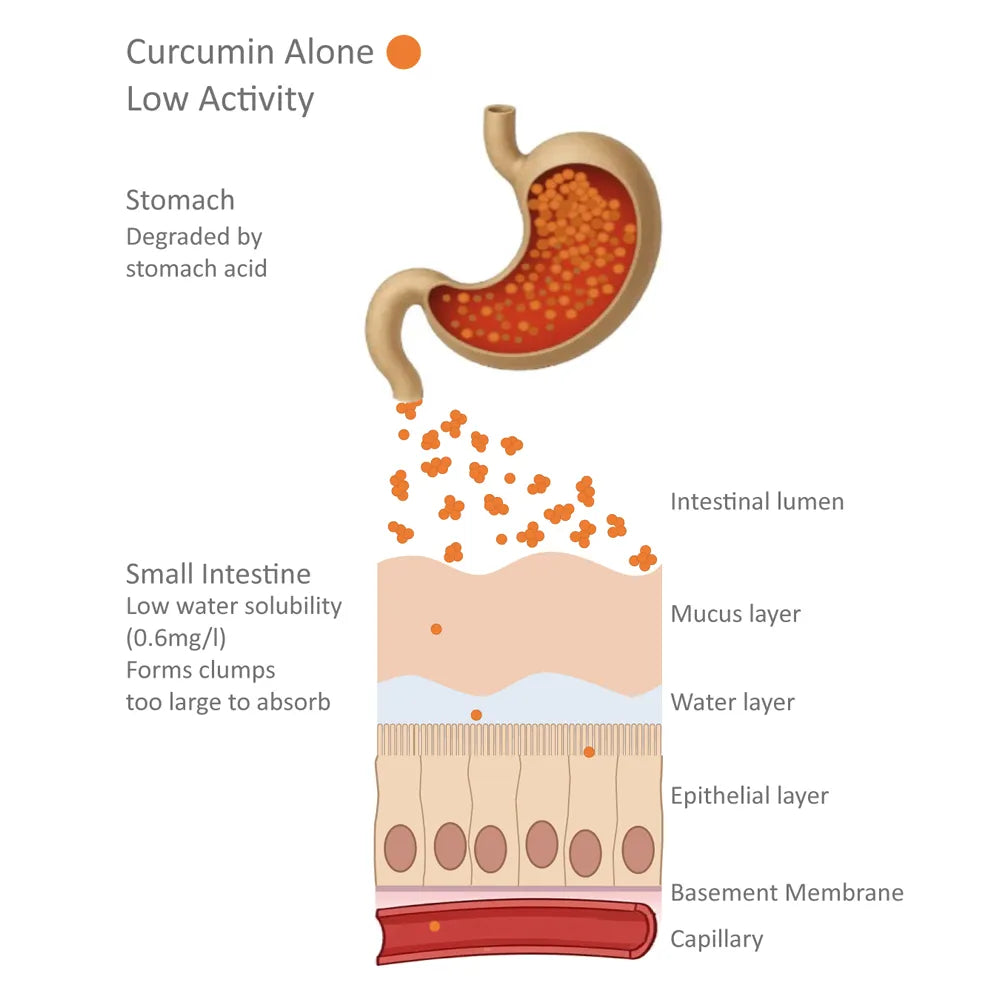 Curcumin powder showing golden yellow color of pure organic curcuminoids