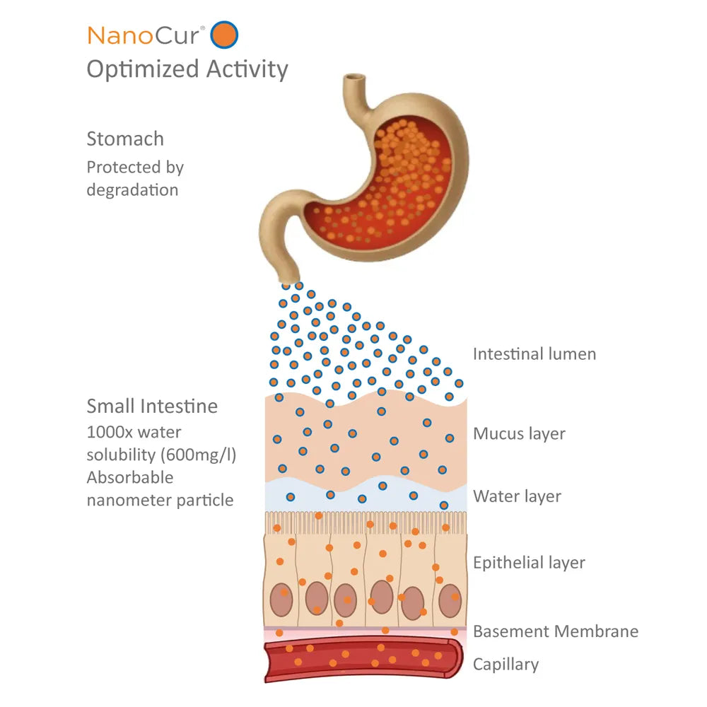 NanoCur patented cyclodextrin nanocarrier curcumin technology diagram