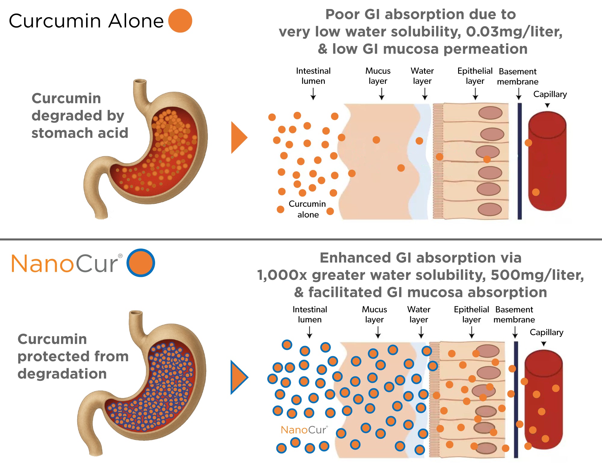 Comparison of curcumin absorption versus NanoCur enhanced absorption